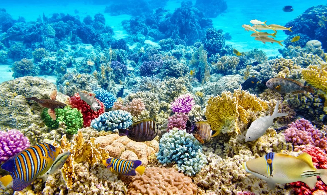 اجماع جهانی برای حفاظت از محیط زیست دریا و اقیانوس ها