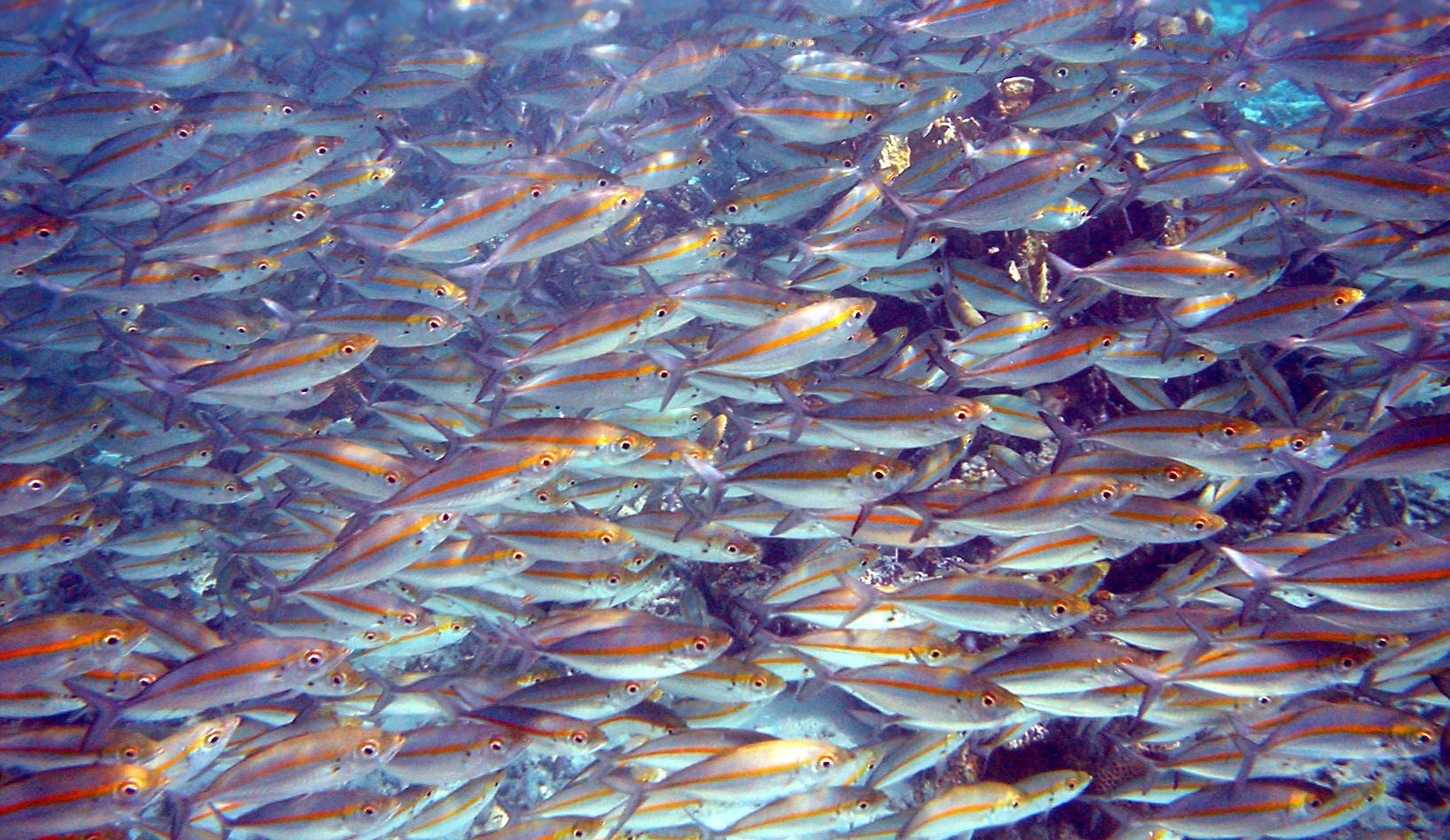 برنامه رهاسازی 170 میلیون قطعه بچه ماهی استخوانی در دریای گیلان