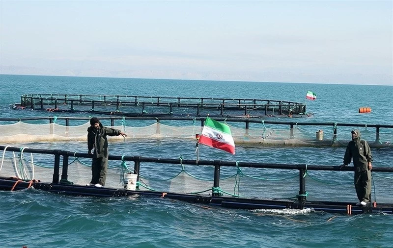 دستاورد پژوهشکده آبزیپروری در تولید ماهی باس دریایی در اختیار بخش خصوصی