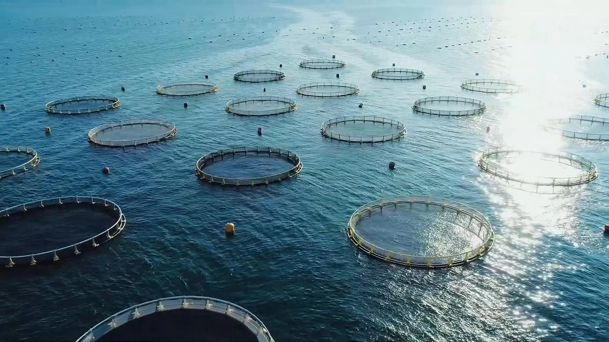 برنامه افزایش حجم تولیدات پرورش ماهی در قفس به 200 هزار تن